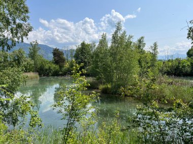 Eski Ren, Diepoldsau - İsviçre (Vorfruehlings Stimmung im Natur- und Landschaftsschutzgebiet Alter Rhein, Schweiz)