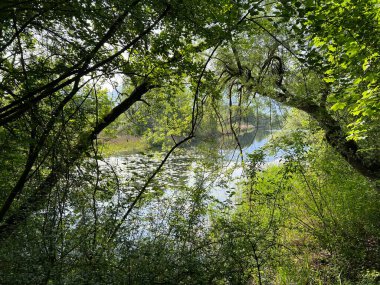 Eski Ren, Diepoldsau - İsviçre (Vorfruehlings Stimmung im Natur- und Landschaftsschutzgebiet Alter Rhein, Schweiz)