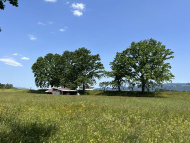 Doğa ve peyzaj koruma alanı boyunca uzanan çayır ve ağaçlarla resmedilmiş manzara, Diepoldsau - İsviçre (Malerische Landschaft mit Wiesen neben dem Natur- und Landschaftsschutzgebiet Alter Rhein)