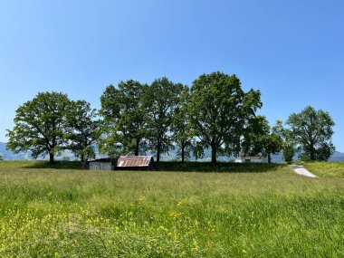 Doğa ve peyzaj koruma alanı boyunca uzanan çayır ve ağaçlarla resmedilmiş manzara, Diepoldsau - İsviçre (Malerische Landschaft mit Wiesen neben dem Natur- und Landschaftsschutzgebiet Alter Rhein)
