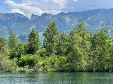 Eski Ren, Diepoldsau - İsviçre (Vorfruehlings Stimmung im Natur- und Landschaftsschutzgebiet Alter Rhein, Schweiz)