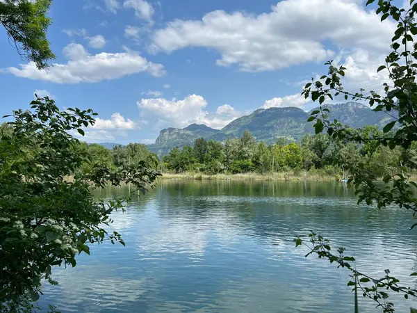 自然と景観保護地域の夏の雰囲気旧ライン Diepoldsau スイス Vorfreuhings Stimmung Natur Und Landschaftsschutzgebiet Alter Lein — ストック写真