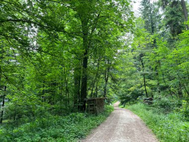 Spor ve eğlence yolları veya yürüyüş ve orman yolları, Regensdorf - İsviçre (Wege fuer Sport und Erholung oder Waldwege zum Wandern und Spazierengehen - Schweiz)