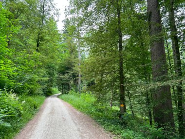 Spor ve eğlence yolları veya yürüyüş ve orman yolları, Regensdorf - İsviçre (Wege fuer Sport und Erholung oder Waldwege zum Wandern und Spazierengehen - Schweiz)