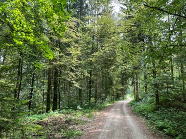 Spor ve eğlence yolları veya yürüyüş ve orman yolları, Regensdorf - İsviçre (Wege fuer Sport und Erholung oder Waldwege zum Wandern und Spazierengehen - Schweiz)