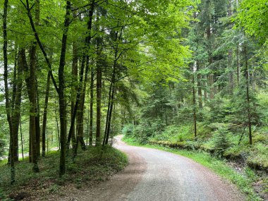 Spor ve eğlence yolları veya yürüyüş ve orman yolları, Regensdorf - İsviçre (Wege fuer Sport und Erholung oder Waldwege zum Wandern und Spazierengehen - Schweiz)