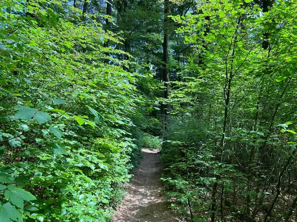 瑞士Regensdorf的体育和娱乐小径或徒步旅行和步行的森林小径 Wege Fuer Sport Und Erholung Oder Waldwege Zum Wandern — 图库照片