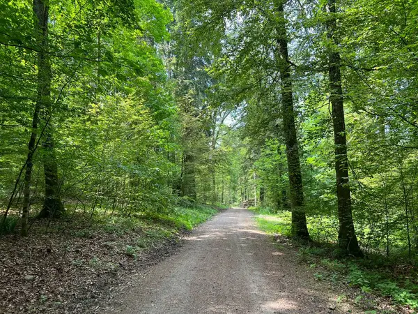 Trails Voor Sport Recreatie Bospaden Voor Wandelen Wandelen Regensdorf Zwitserland — Stockfoto