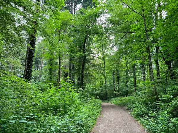 stock image Trails for sports and recreation or forest paths for hiking and walking, Regensdorf - Switzerland (Wege fuer Sport und Erholung oder Waldwege zum Wandern und Spazierengehen - Schweiz)