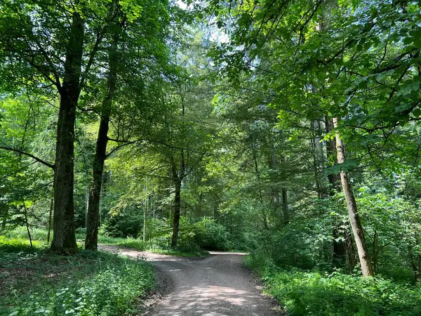 Sport Und Freizeitwege Oder Waldwege Zum Wandern Und Spazierengehen Regensdorf — Stockfoto