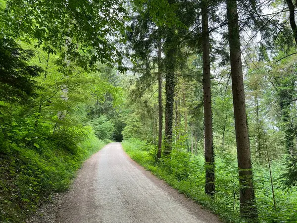 Sport Und Freizeitwege Oder Waldwege Zum Wandern Und Spazierengehen Regensdorf — Stockfoto