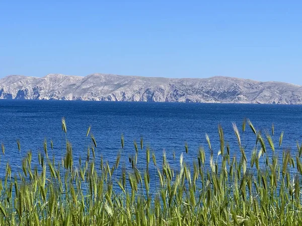 Pemandangan Arah Pulau Barren Teluk Kvarner Dan Laut Adriatik Dari — Stok Foto