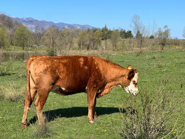 Lika sığırları - Hırvatistan 'ın Velebit kentindeki verimli otlaklarda Lika Busa' nın üretimi (Primitivna pasmina goveda busa - Licko govedo - Pasmina licke buse na plodnim pasnjacima podno Velebita - Hrvatska)