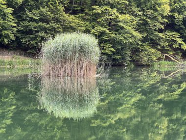 Park ormanlarındaki yapay göller Jankovac - Papuk doğa parkı, Hırvatistan (Umjetna jezera u Park sumi Jankovac - Park, Papuk, Hrvatska)
