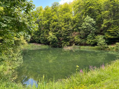 Park ormanlarındaki yapay göller Jankovac - Papuk doğa parkı, Hırvatistan (Umjetna jezera u Park sumi Jankovac - Park, Papuk, Hrvatska)