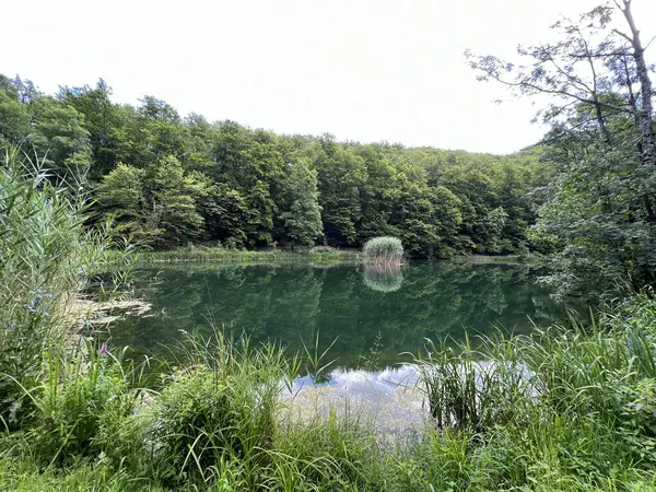 Park ormanlarındaki yapay göller Jankovac - Papuk doğa parkı, Hırvatistan (Umjetna jezera u Park sumi Jankovac - Park, Papuk, Hrvatska)