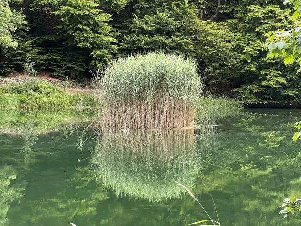 Park ormanlarındaki yapay göller Jankovac - Papuk doğa parkı, Hırvatistan (Umjetna jezera u Park sumi Jankovac - Park, Papuk, Hrvatska)