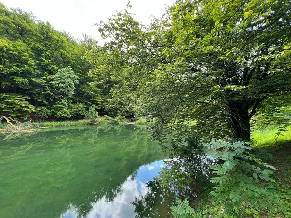 Park ormanlarındaki yapay göller Jankovac - Papuk doğa parkı, Hırvatistan (Umjetna jezera u Park sumi Jankovac - Park, Papuk, Hrvatska)