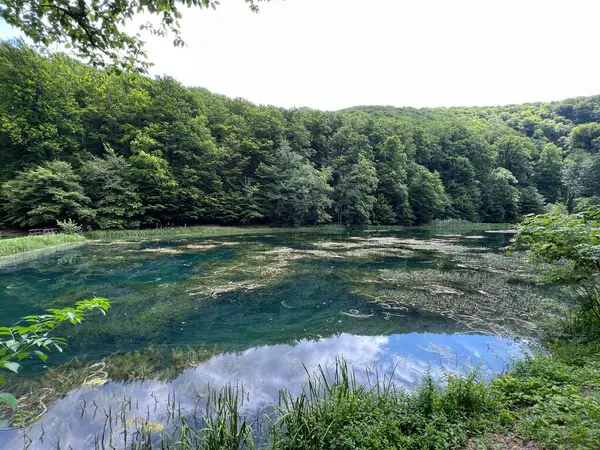 Park ormanlarındaki yapay göller Jankovac - Papuk doğa parkı, Hırvatistan (Umjetna jezera u Park sumi Jankovac - Park, Papuk, Hrvatska)