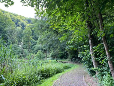 Jankovac orman parkında yürüyüş ve yürüyüş yolları veya Kont 'un Jankovac - Papuk doğa parkı, Hırvatistan (Grofova poucna staza na Jankovcu - Park Papuk, Hrvatska)