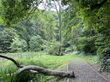 Jankovac orman parkında yürüyüş ve yürüyüş yolları veya Kont 'un Jankovac - Papuk doğa parkı, Hırvatistan (Grofova poucna staza na Jankovcu - Park Papuk, Hrvatska)
