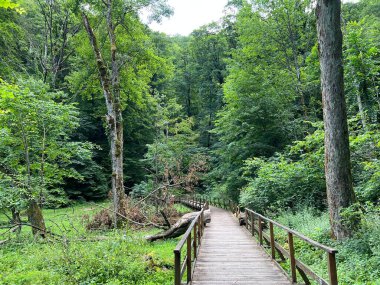 Jankovac orman parkında yürüyüş ve yürüyüş yolları veya Kont 'un Jankovac - Papuk doğa parkı, Hırvatistan (Grofova poucna staza na Jankovcu - Park Papuk, Hrvatska)