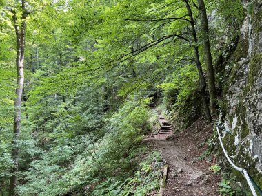 Jankovac orman parkında yürüyüş ve yürüyüş yolları veya Kont 'un Jankovac - Papuk doğa parkı, Hırvatistan (Grofova poucna staza na Jankovcu - Park Papuk, Hrvatska)