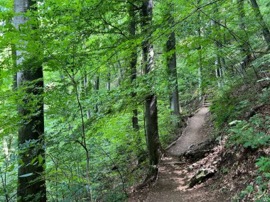 Jankovac orman parkında yürüyüş ve yürüyüş yolları veya Kont 'un Jankovac - Papuk doğa parkı, Hırvatistan (Grofova poucna staza na Jankovcu - Park Papuk, Hrvatska)