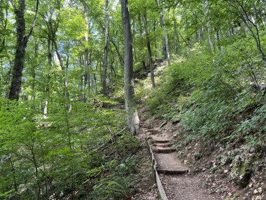 Jankovac orman parkında yürüyüş ve yürüyüş yolları veya Kont 'un Jankovac - Papuk doğa parkı, Hırvatistan (Grofova poucna staza na Jankovcu - Park Papuk, Hrvatska)