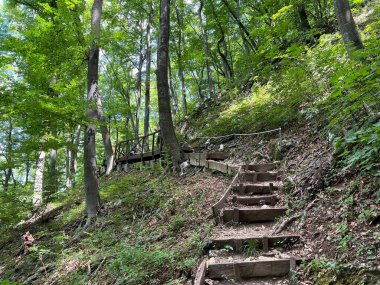 Jankovac orman parkında yürüyüş ve yürüyüş yolları veya Kont 'un Jankovac - Papuk doğa parkı, Hırvatistan (Grofova poucna staza na Jankovcu - Park Papuk, Hrvatska)