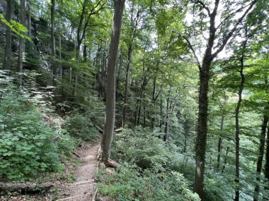 Jankovac orman parkında yürüyüş ve yürüyüş yolları veya Kont 'un Jankovac - Papuk doğa parkı, Hırvatistan (Grofova poucna staza na Jankovcu - Park Papuk, Hrvatska)