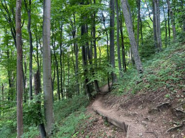 Jankovac orman parkında yürüyüş ve yürüyüş yolları veya Kont 'un Jankovac - Papuk doğa parkı, Hırvatistan (Grofova poucna staza na Jankovcu - Park Papuk, Hrvatska)