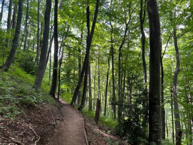 Jankovac orman parkında yürüyüş ve yürüyüş yolları veya Kont 'un Jankovac - Papuk doğa parkı, Hırvatistan (Grofova poucna staza na Jankovcu - Park Papuk, Hrvatska)