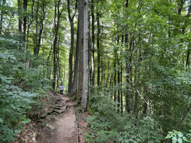 Jankovac orman parkında yürüyüş ve yürüyüş yolları veya Kont 'un Jankovac - Papuk doğa parkı, Hırvatistan (Grofova poucna staza na Jankovcu - Park Papuk, Hrvatska)