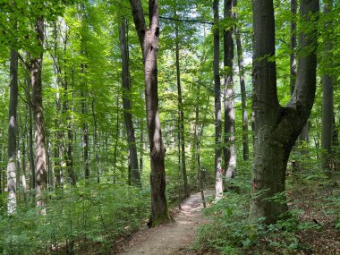 Jankovac orman parkında yürüyüş ve yürüyüş yolları veya Kont 'un Jankovac - Papuk doğa parkı, Hırvatistan (Grofova poucna staza na Jankovcu - Park Papuk, Hrvatska)