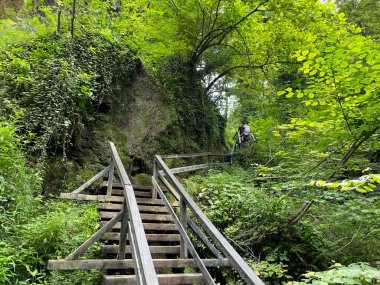 Jankovac orman parkında yürüyüş ve yürüyüş yolları veya Kont 'un Jankovac - Papuk doğa parkı, Hırvatistan (Grofova poucna staza na Jankovcu - Park Papuk, Hrvatska)