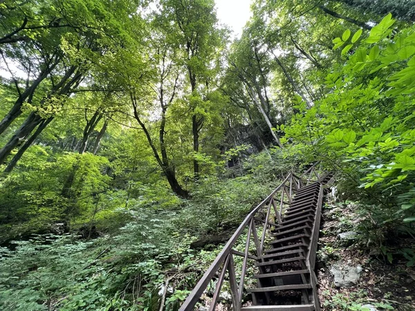 Jalur Pejalan Kaki Dan Hiking Taman Hutan Jankovac Atau Jalur — Stok Foto