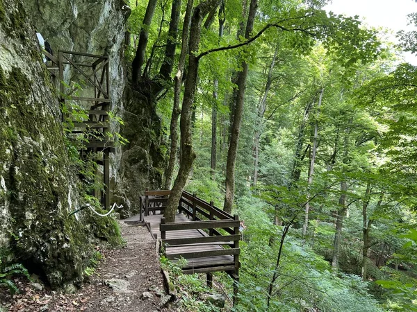 Walking Hiking Trails Forest Park Jankovac Count Educational Trail Jankovac — ストック写真