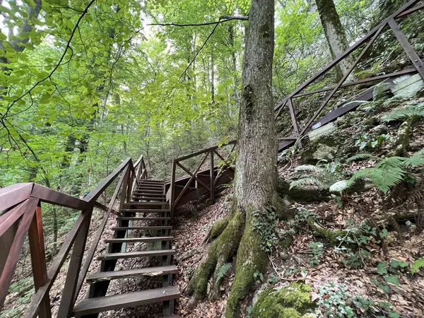 Sentiers Pédestres Pédestres Dans Parc Forestier Jankovac Sentier Éducatif Comte — Photo