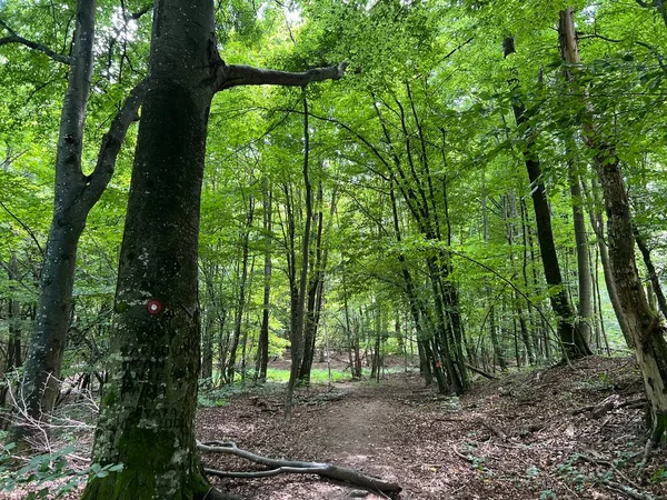 Senderos Para Caminar Senderismo Parque Forestal Jankovac Sendero Educativo Del — Foto de Stock