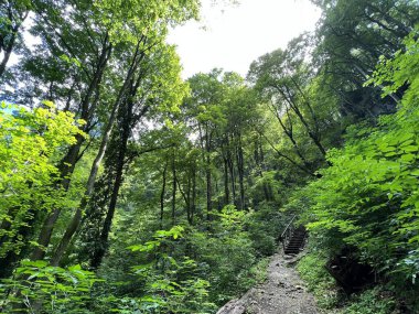 Orman parkı Jankovac - Papuk doğa parkı, Hırvatistan (Park suma Jankovac - Park prirode Papuk, Hrvatska)