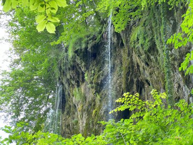 Jankovac Orman Parkı 'nda Şelale Skakavac - Papuk Doğa Parkı, Hırvatistan (Slap Skakavac u Park sumi Jankovac - Park Papuk, Hrvatska)