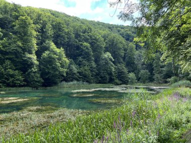 Park ormanlarındaki yapay göller Jankovac - Papuk doğa parkı, Hırvatistan (Umjetna jezera u Park sumi Jankovac - Park, Papuk, Hrvatska)