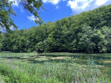 Park ormanlarındaki yapay göller Jankovac - Papuk doğa parkı, Hırvatistan (Umjetna jezera u Park sumi Jankovac - Park, Papuk, Hrvatska)