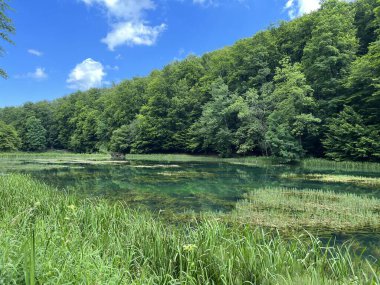Park ormanlarındaki yapay göller Jankovac - Papuk doğa parkı, Hırvatistan (Umjetna jezera u Park sumi Jankovac - Park, Papuk, Hrvatska)