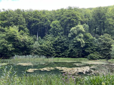 Park ormanlarındaki yapay göller Jankovac - Papuk doğa parkı, Hırvatistan (Umjetna jezera u Park sumi Jankovac - Park, Papuk, Hrvatska)