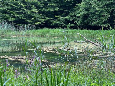 Park ormanlarındaki yapay göller Jankovac - Papuk doğa parkı, Hırvatistan (Umjetna jezera u Park sumi Jankovac - Park, Papuk, Hrvatska)