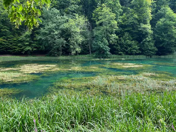 Artificial Lakes Park Forest Jankovac Papuk Nature Park Croatia Umjetna — ストック写真
