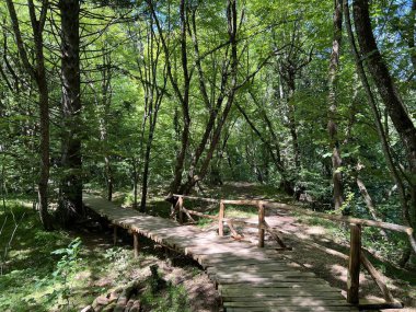 Plitvice Gölleri Ulusal Parkı 'ndaki göller ve orman boyunca tahta patikalar ve geçitler - Plitvica, Hırvatistan (Drvene staze i setnice u Nacionalnom parku Plitvicka jezera - Hrvatska)