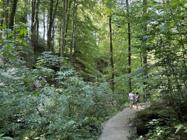 Plitvice Gölleri Ulusal Parkı 'ndaki göller ve orman boyunca tahta patikalar ve geçitler - Plitvica, Hırvatistan (Drvene staze i setnice u Nacionalnom parku Plitvicka jezera - Hrvatska)